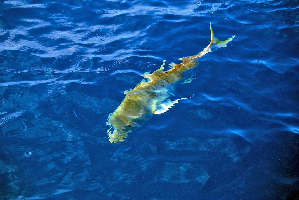 The golden swims off healthily.   © Lee Brake